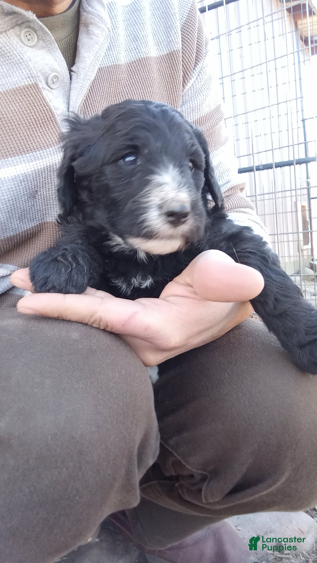 Bernedoodle dogs for sale: Betty! - Ad 2