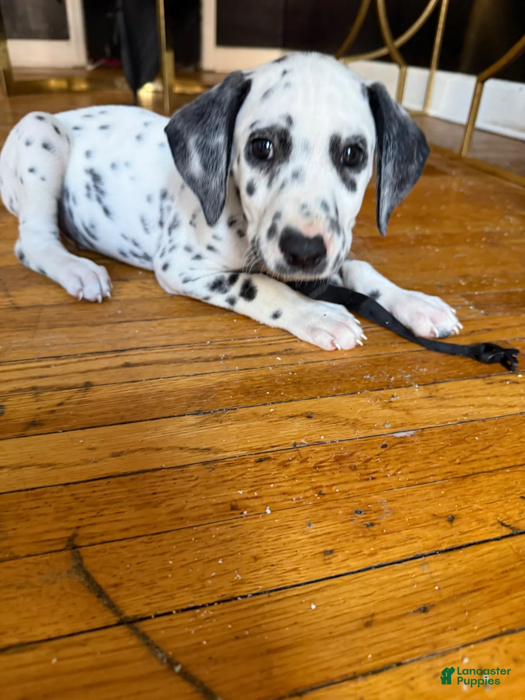 Dalmatian dogs for sale: Neo - Ad 1