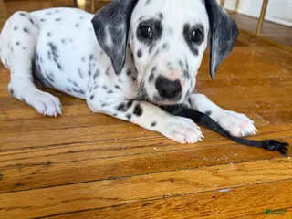 Dalmatian dogs for sale: Neo - Ad 3