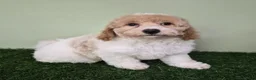 Miniature Poodle dogs for sale: Ferrari - Ad 4