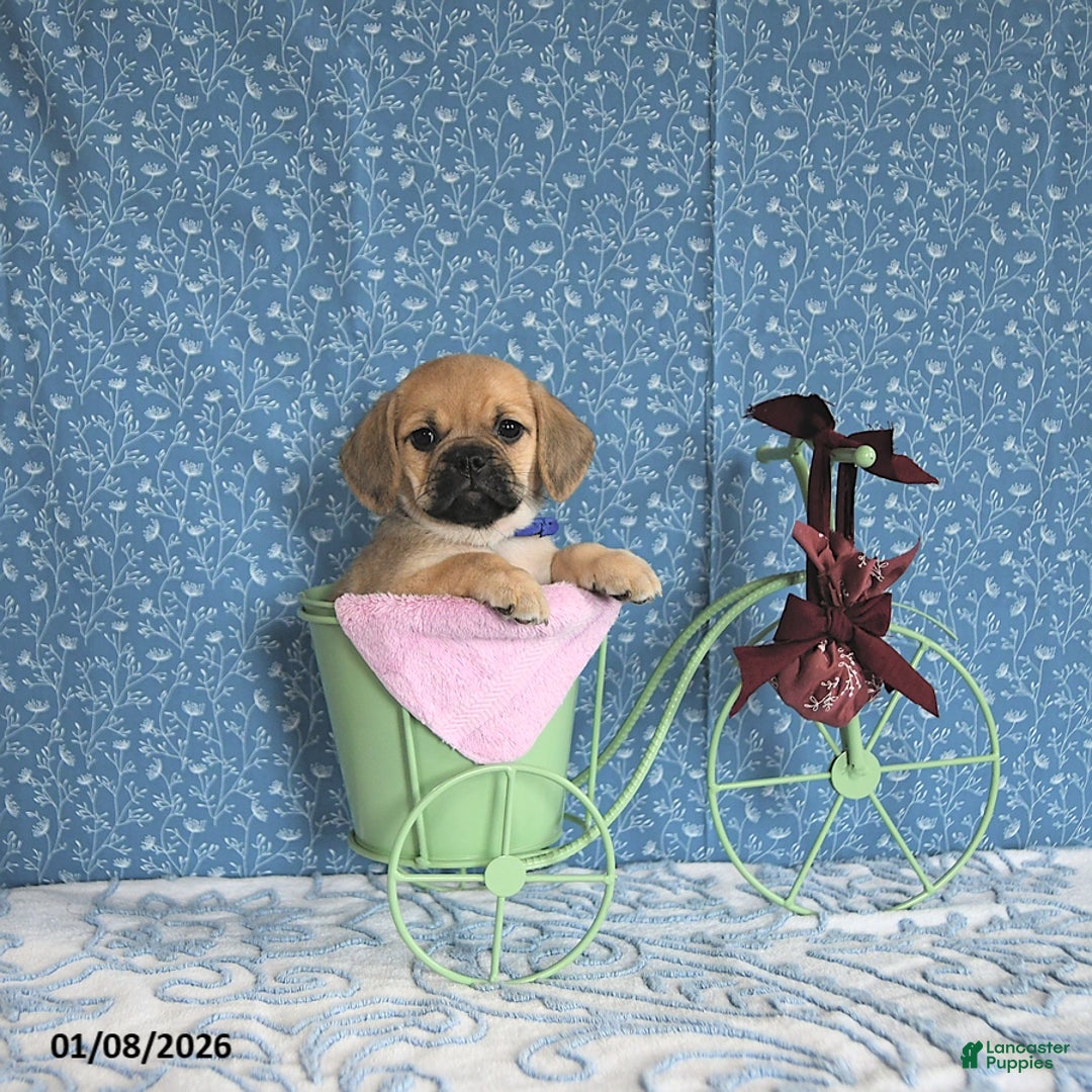 Puggle dogs for sale: Karina - Ad 3