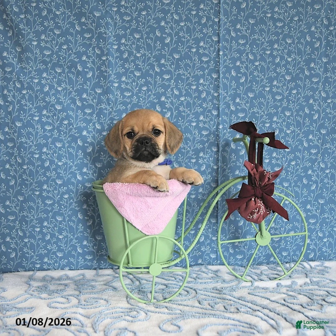 Puggle dogs for sale: Karina - Ad 8