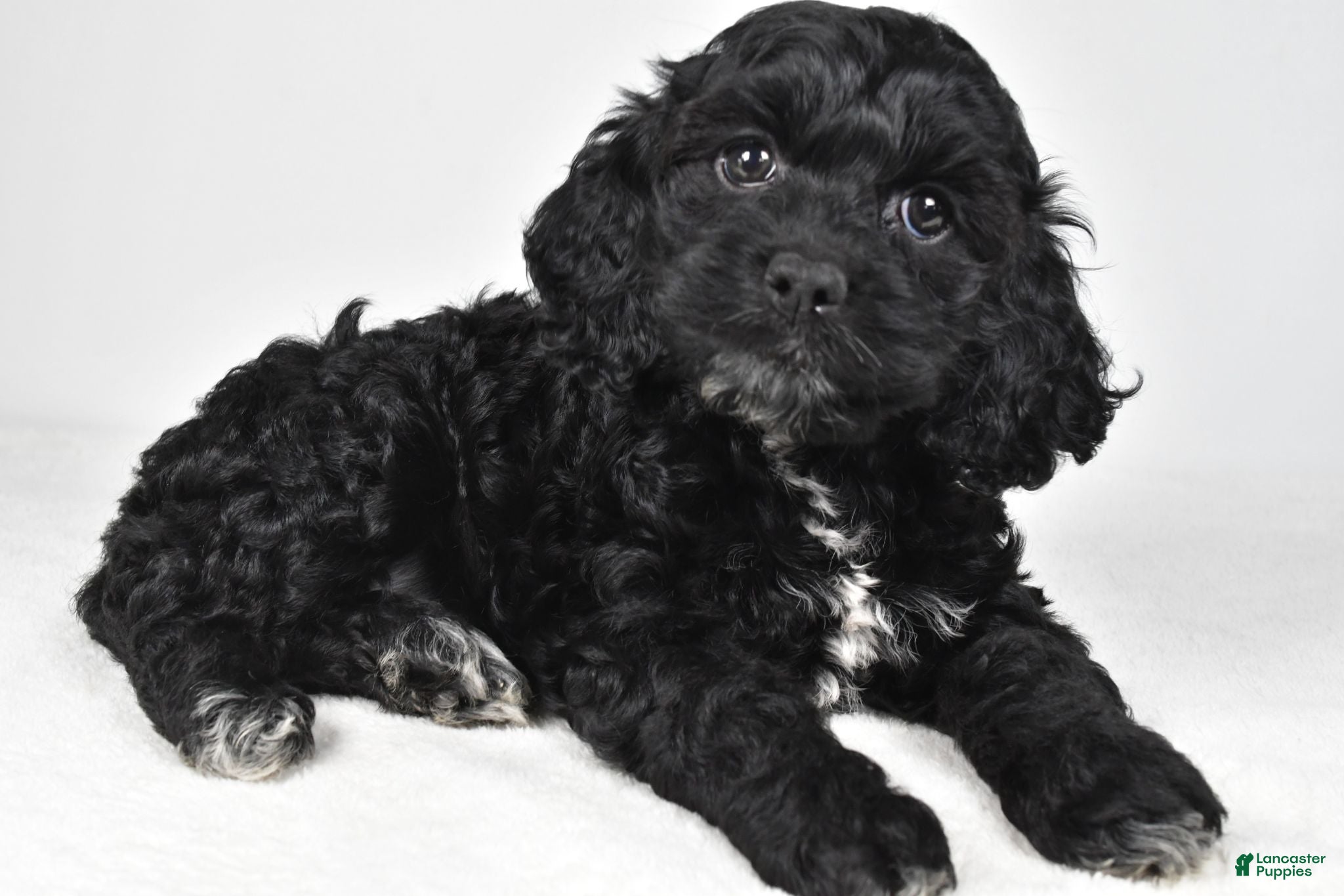 Cockapoo dogs Sally - Ad 1
