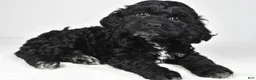 Cockapoo dogs for sale: Sally - Ad 1
