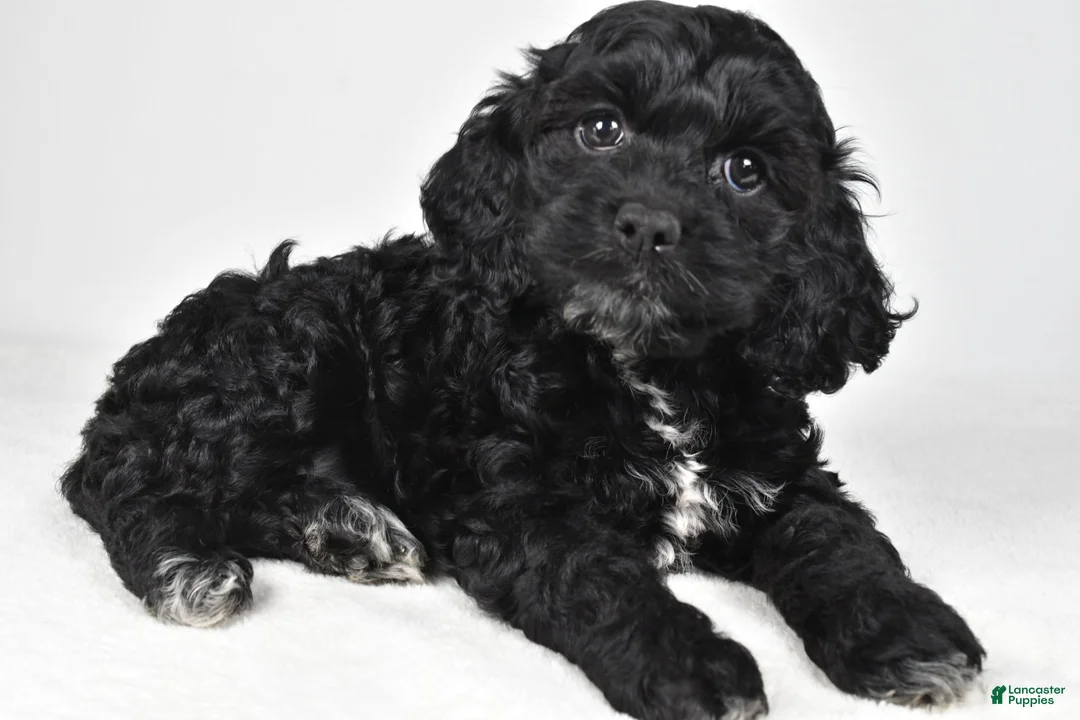 Cockapoo dogs for sale: Sally - Ad 1