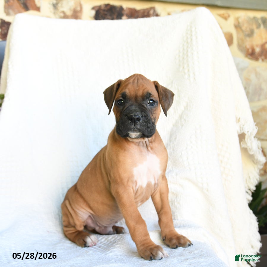 Boxer dogs Ranger - Ad 1