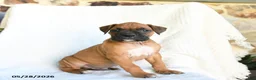 Boxer dogs for sale: Ranger - Ad 1