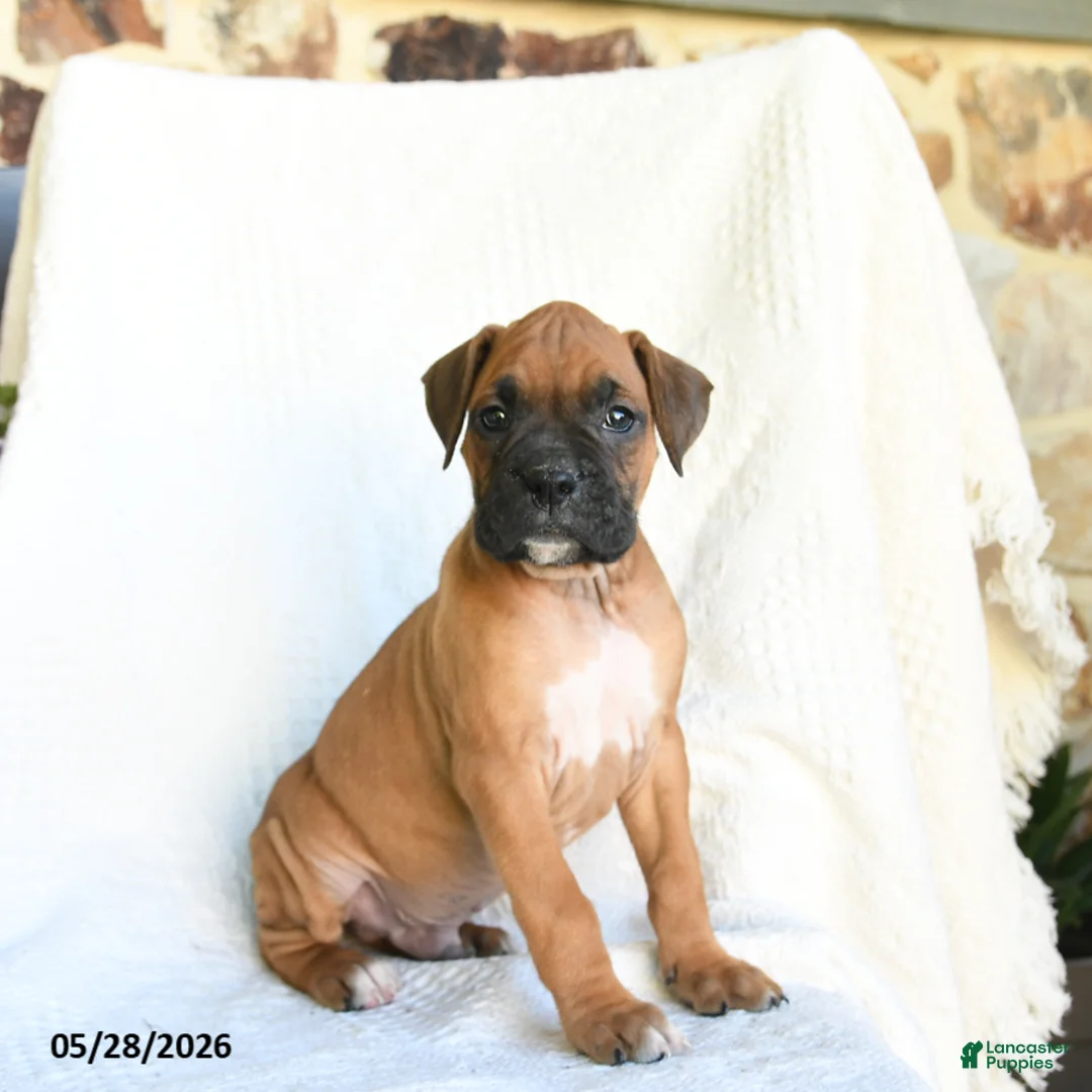 Boxer dogs for sale: Ranger - Ad 1