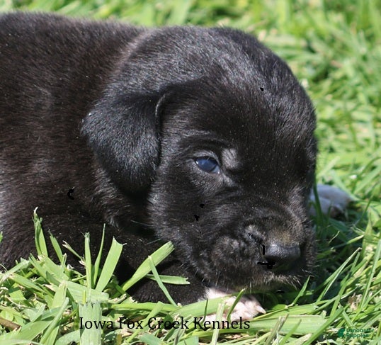 Great Dane dogs Maya - Ad 19