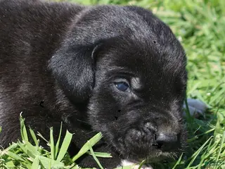 Great Dane dogs Maya - Ad 19