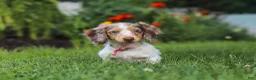 Dachshund dogs for sale: Shyla - Ad 2
