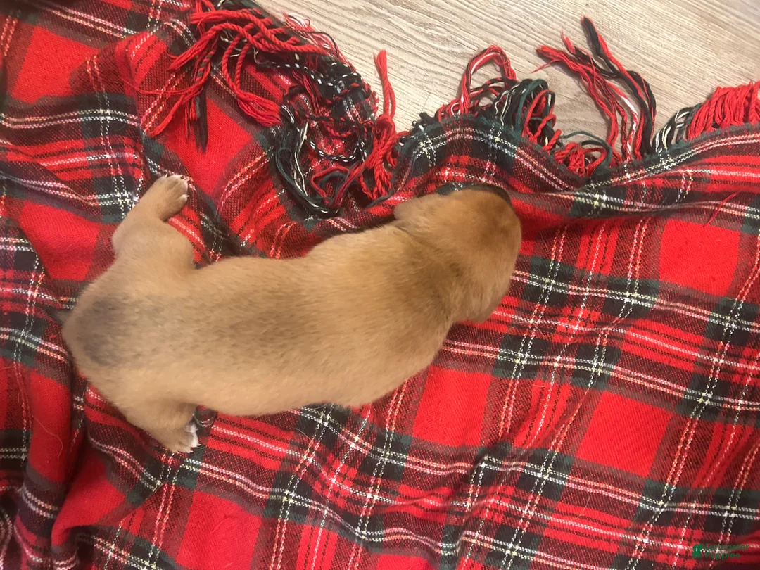 Mixed Breed dogs for sale: Mixed Breed Puppy 5 - Ad 2