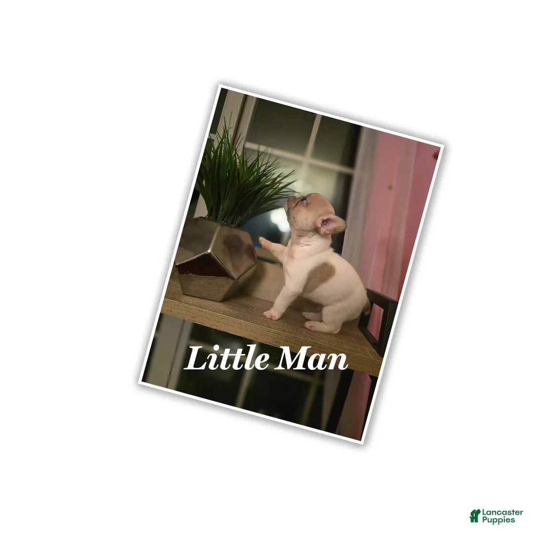 French Bulldog dogs for sale: French Bulldog Puppy 2 - Ad 3