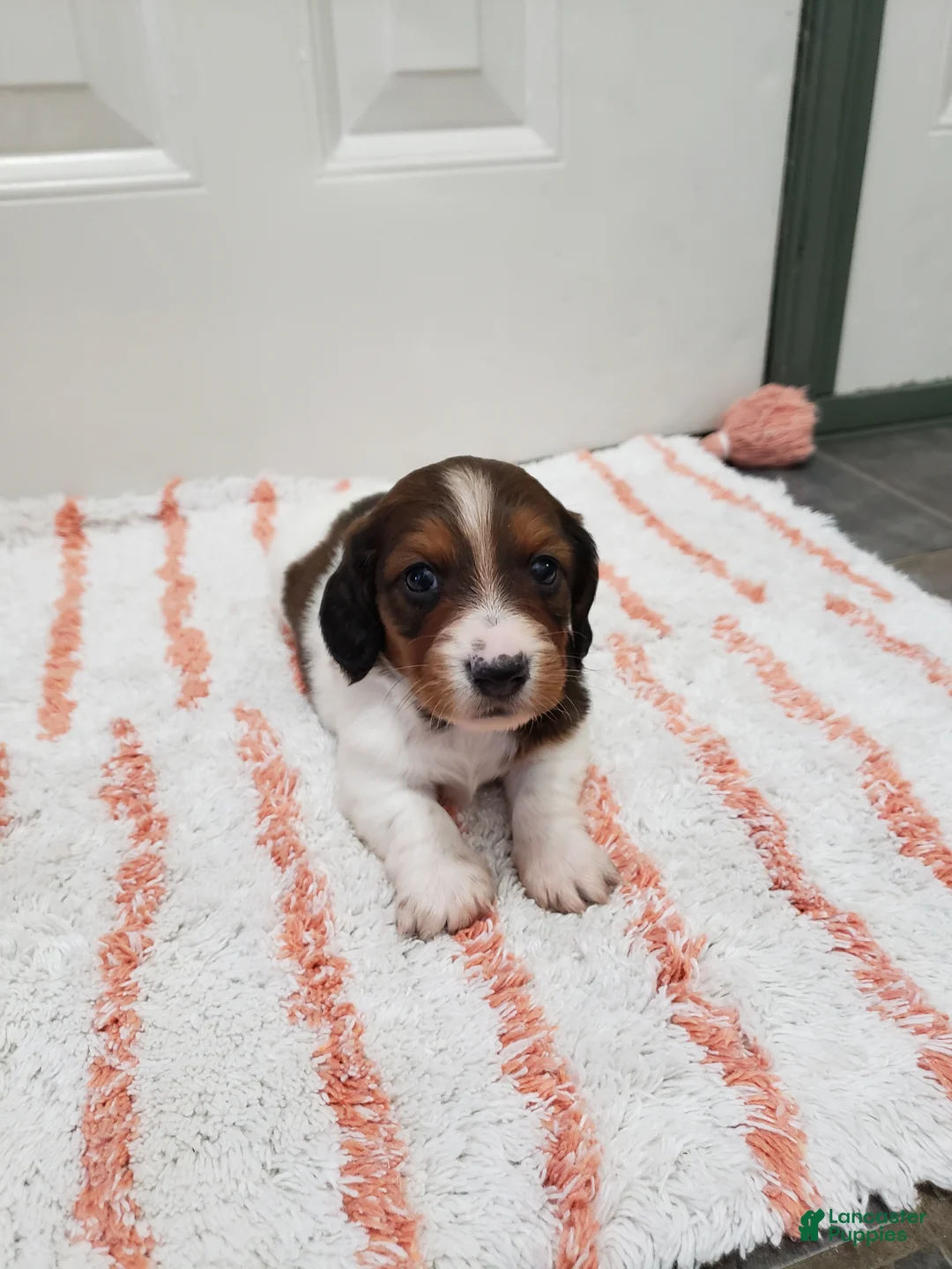 Miniature Dachshund dogs for sale: Rex - Ad 11