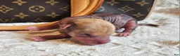 Mixed Breed dogs for sale: Pumpkin  - Ad 9