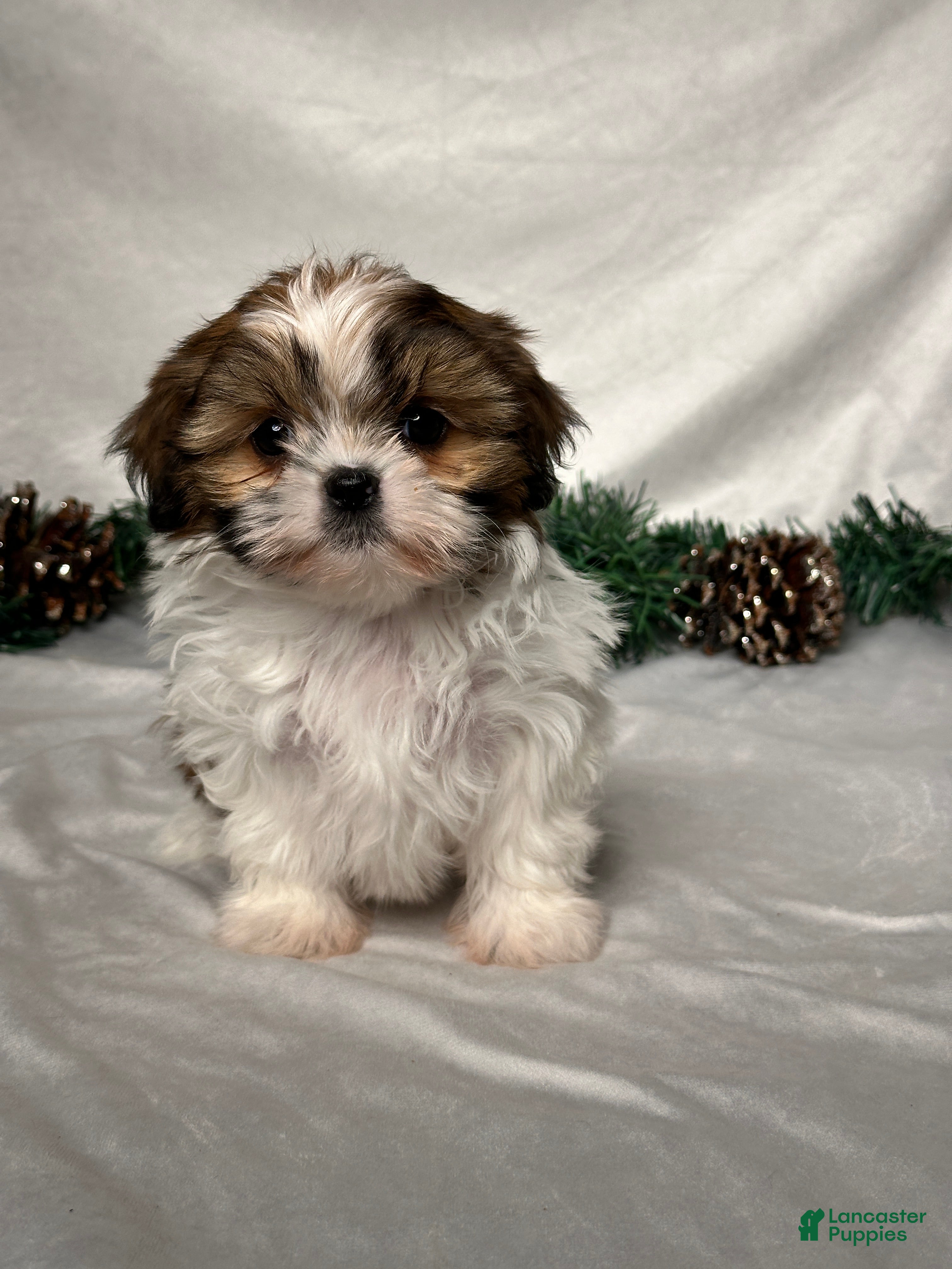 Shih Tzu dogs Lori - Ad 38