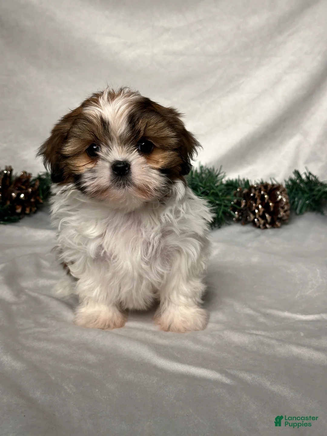 Shih Tzu dogs for sale: Lori - Ad 1