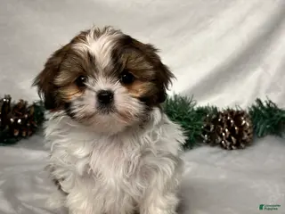 Shih Tzu dogs Lori - Ad 38