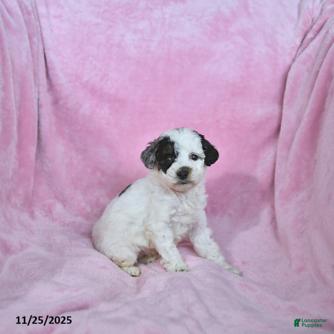 Toy Poodle dogs for sale: Kaitlyn - Ad 5