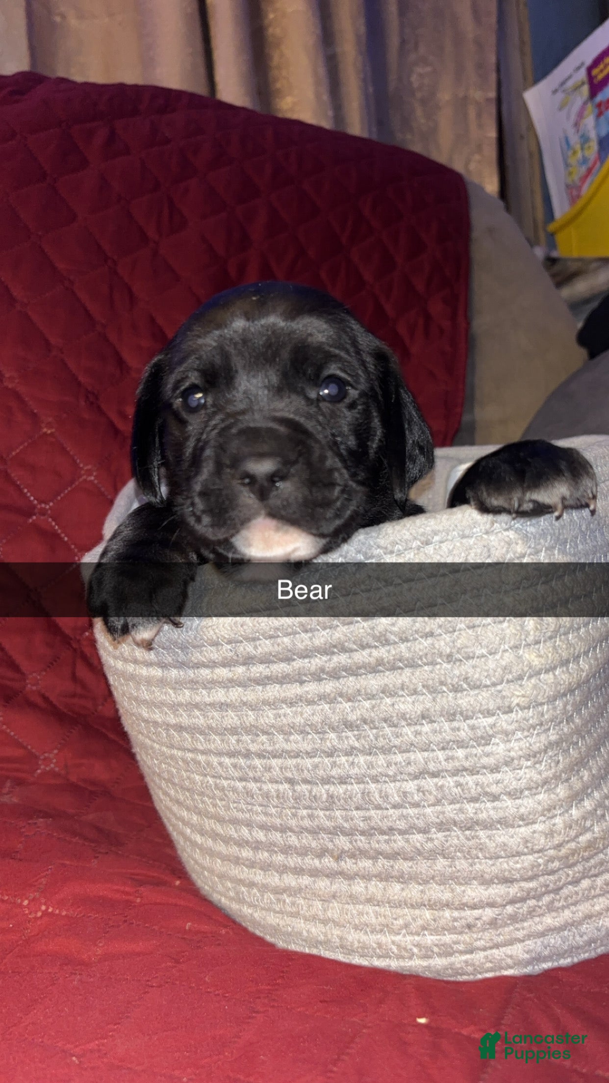 Mixed Breed dogs Bear - Ad 38