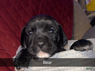 Mixed Breed dogs Bear - Ad 32