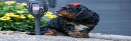 Cavapoo dogs for sale: Wilson 🐾 - Ad 7