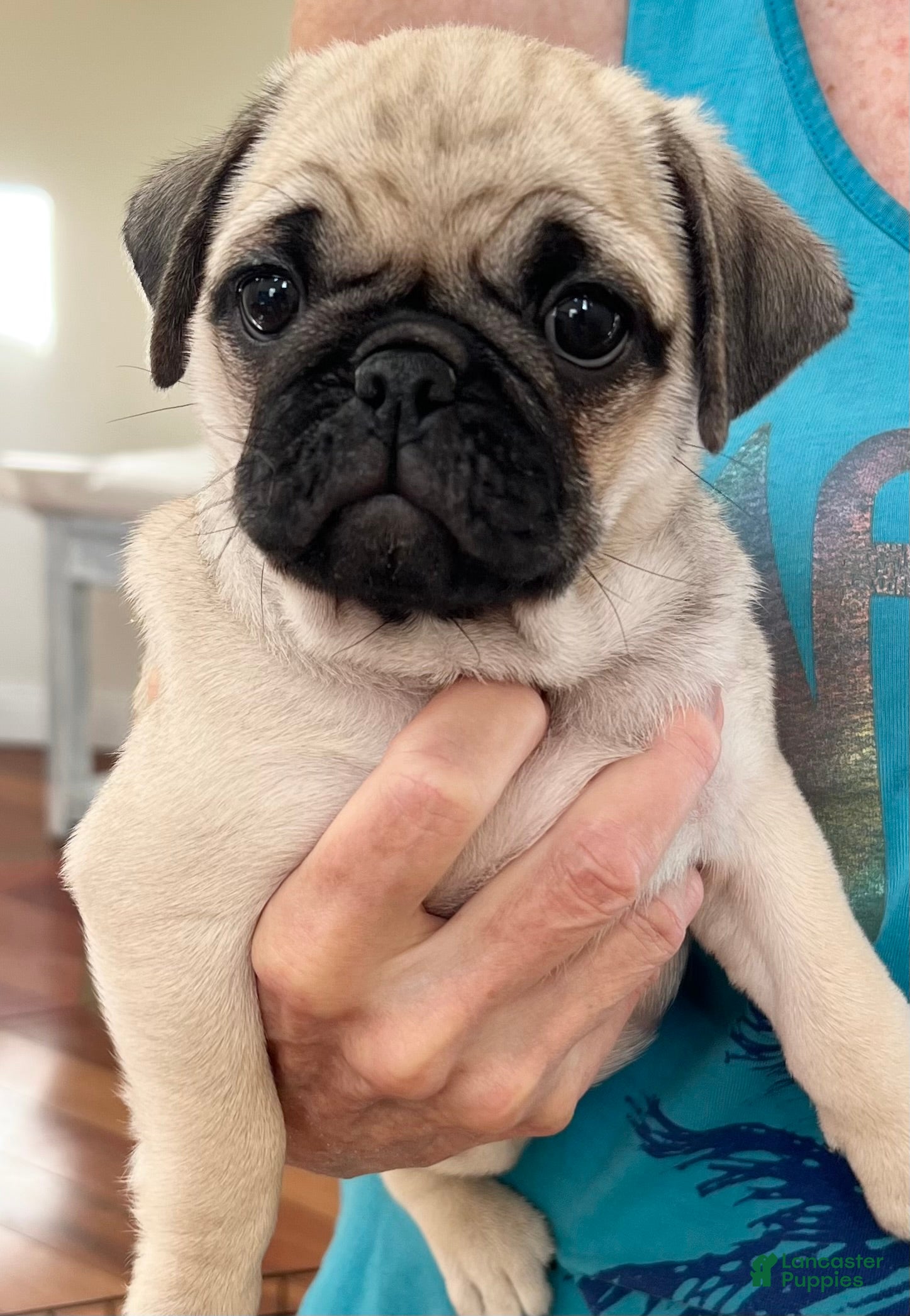 Pug dogs Pug fawn female  - Ad 2