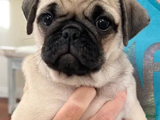 Pug dogs Pug fawn female - Ad 2