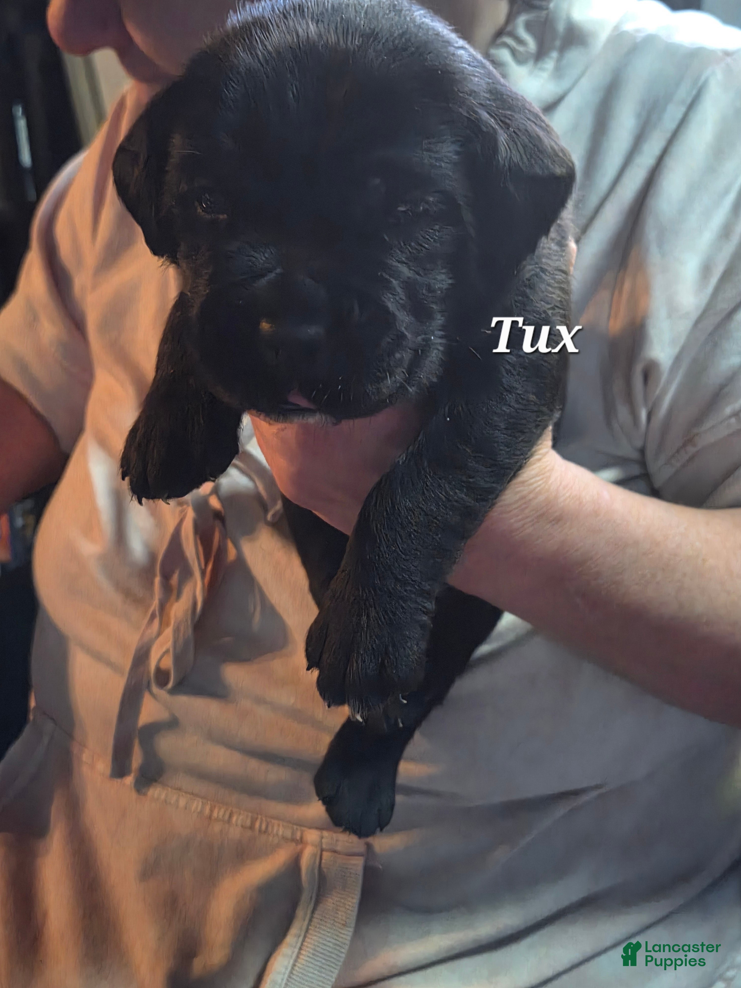 Cane Corso dogs Tux - Ad 1