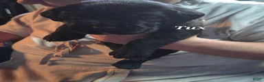 Tux