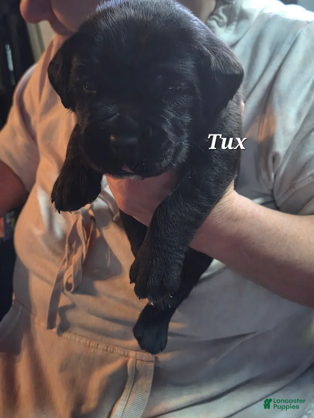 Cane Corso dogs for sale: Tux - Ad 1