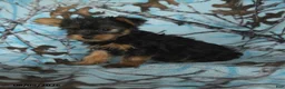 Yorkshire Terrier dogs for sale: Henry - Ad 4