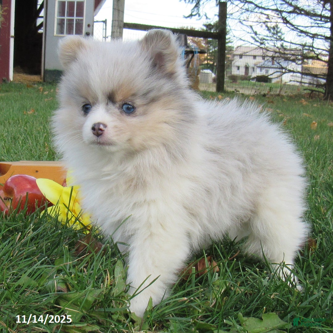 Pomeranian dogs for sale: Confetti - Ad 3