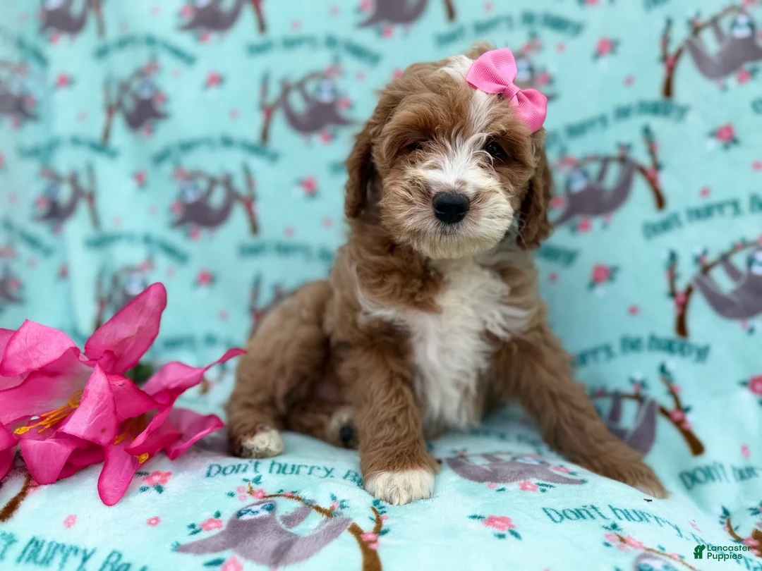 Cockapoo dogs for sale: Missy - Ad 2