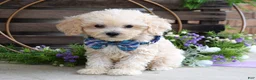 Maltipoo dogs for sale: Elliot - Ad 7