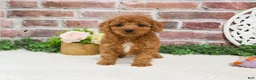 Cavapoo dogs for sale: Matilda  - Ad 6