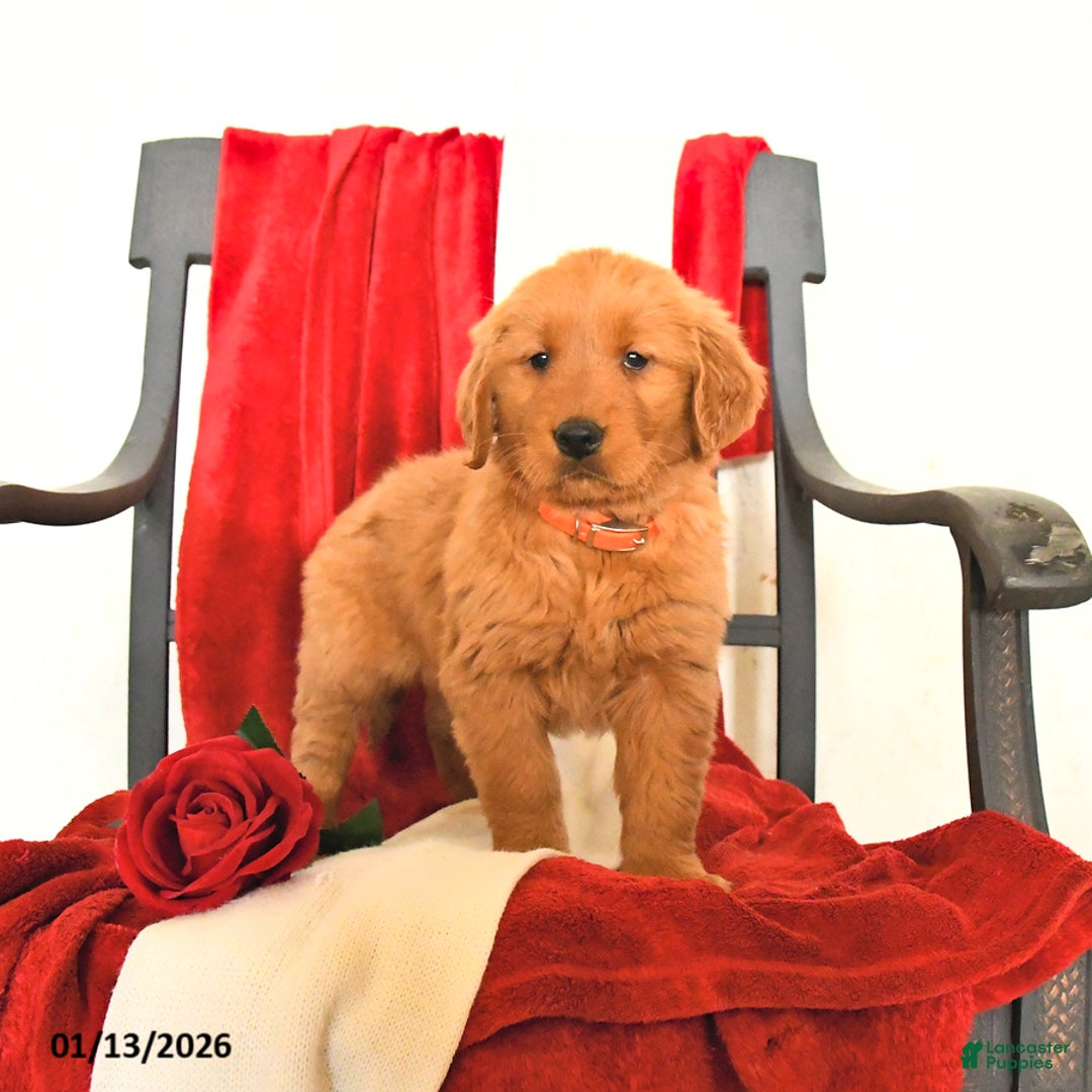 Golden Retriever dogs for sale: Janett - Ad 4