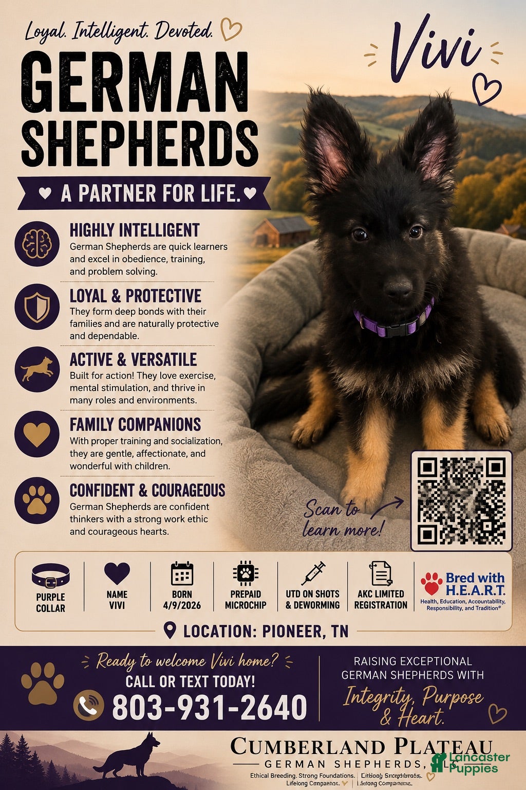 German Shepherd dogs Vivi - Ad 1