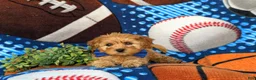 Cockapoo dogs for sale: Bryant 9 lbs Full Grown - Ad 5