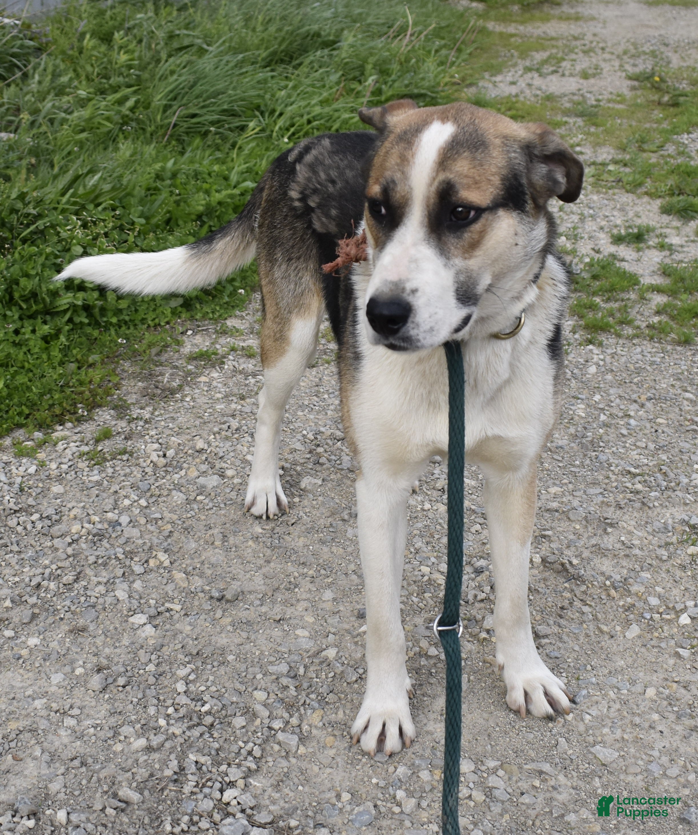 Mixed Breed dogs for sale: Mixed Breed Puppy 1 - Ad 3