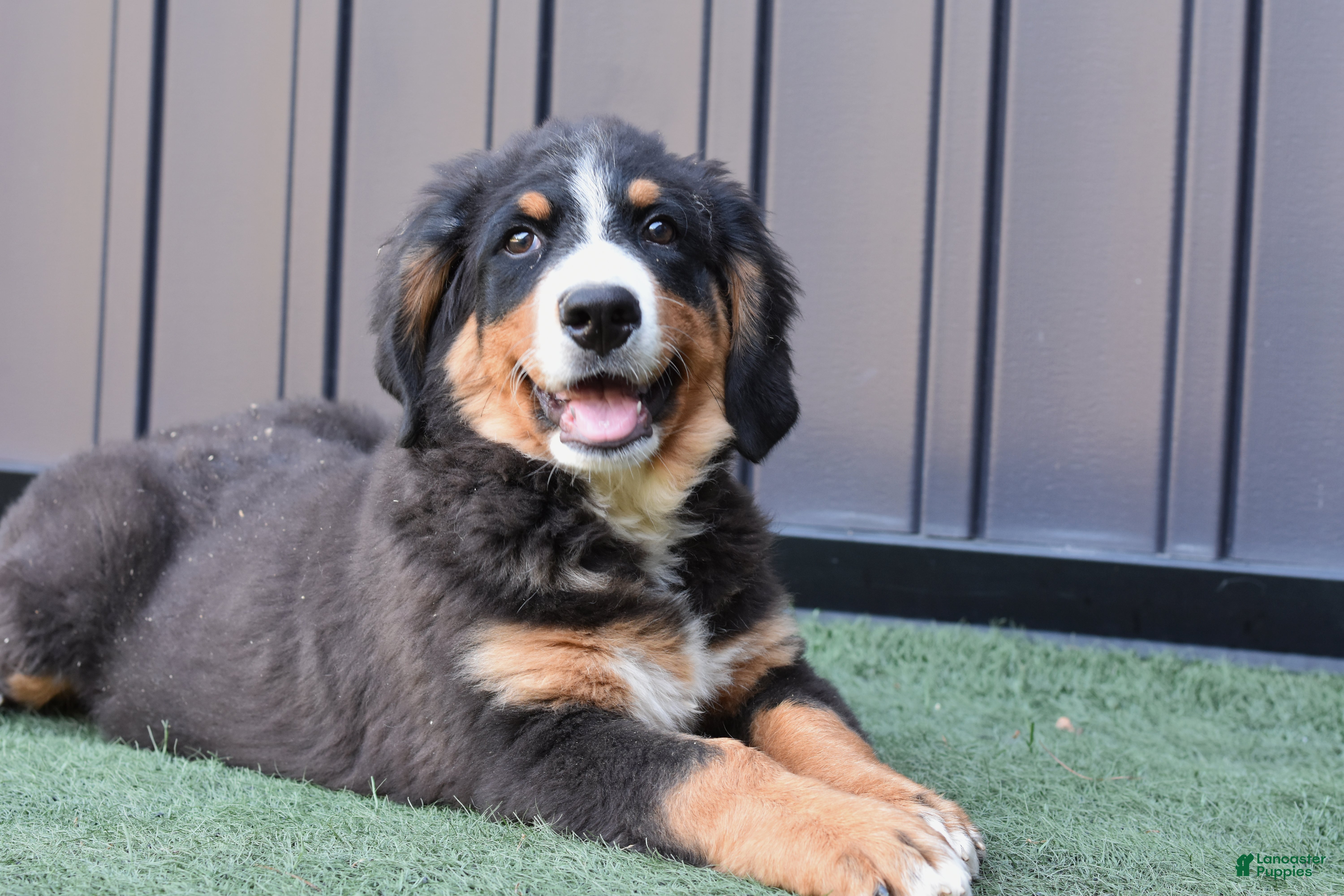 Bernese Mountain Dog dogs Debby - Ad 2