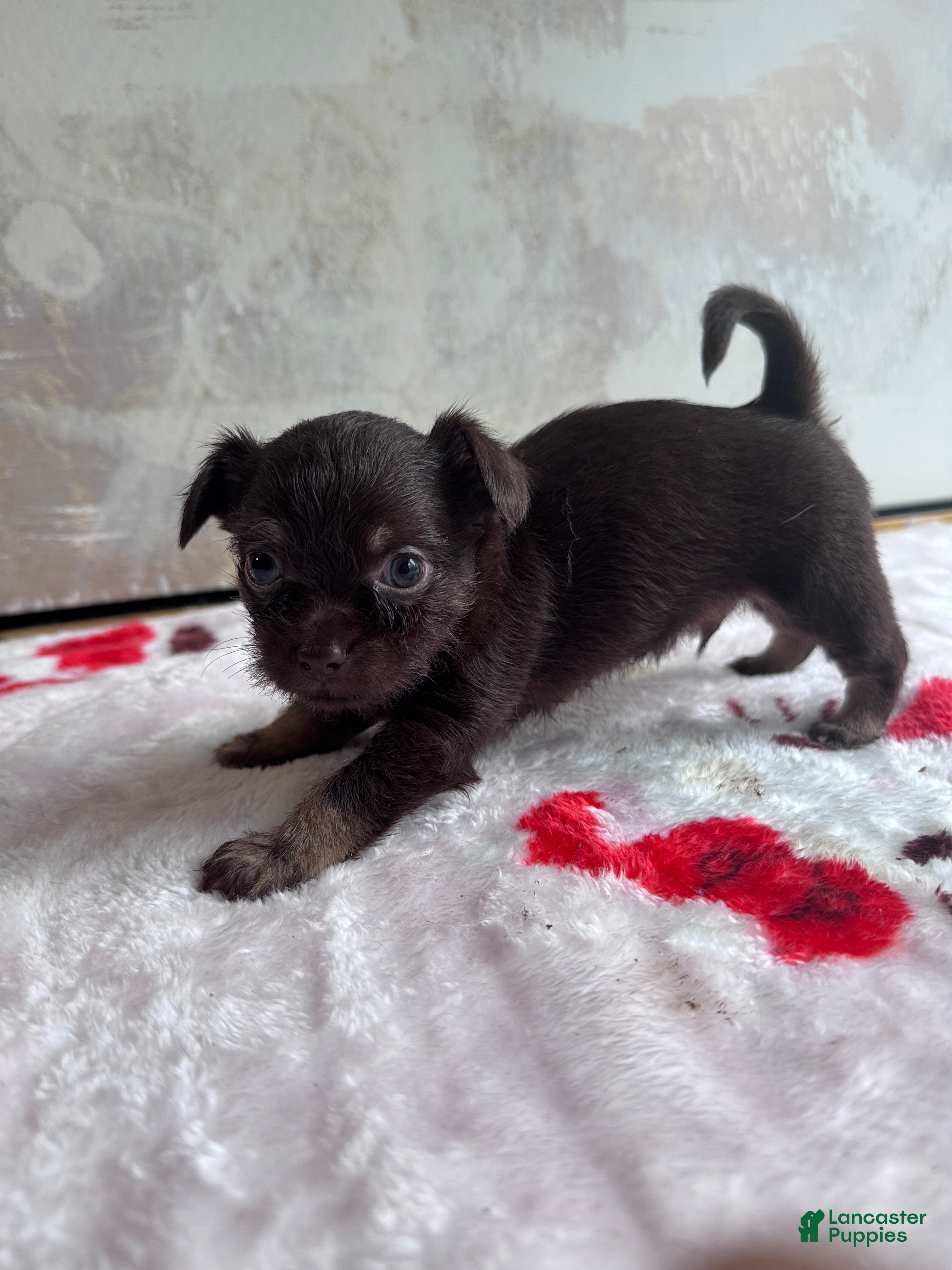 Mixed Breed dogs Artist  - Ad 2