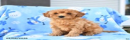 Mini Goldendoodle dogs for sale: Winnie - Ad 2