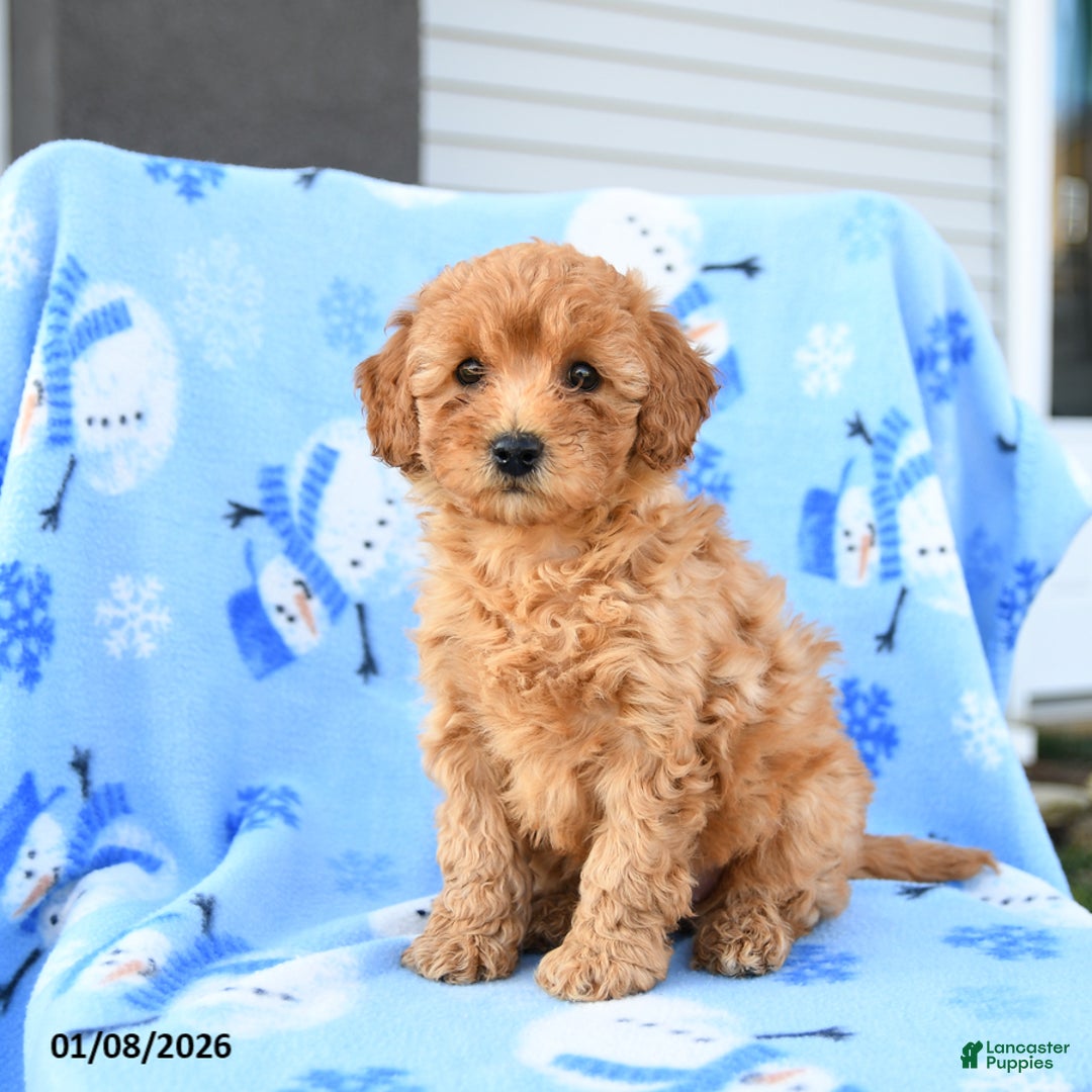 Mini Goldendoodle dogs for sale: Winnie - Ad 2