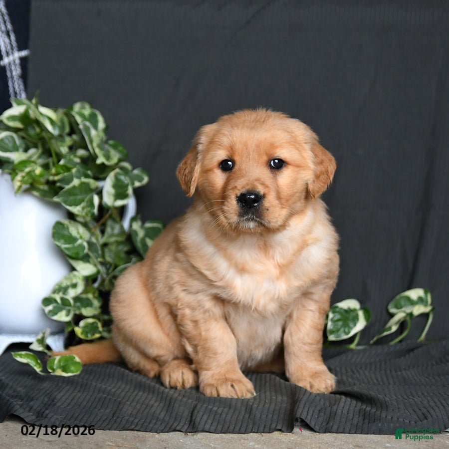 Golden Retriever dogs Rainbow - Ad 2