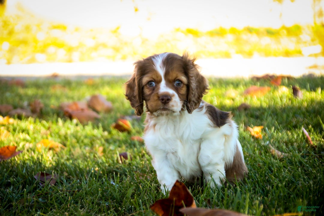 Cocker Spaniel dogs for sale: Everly - Ad 2