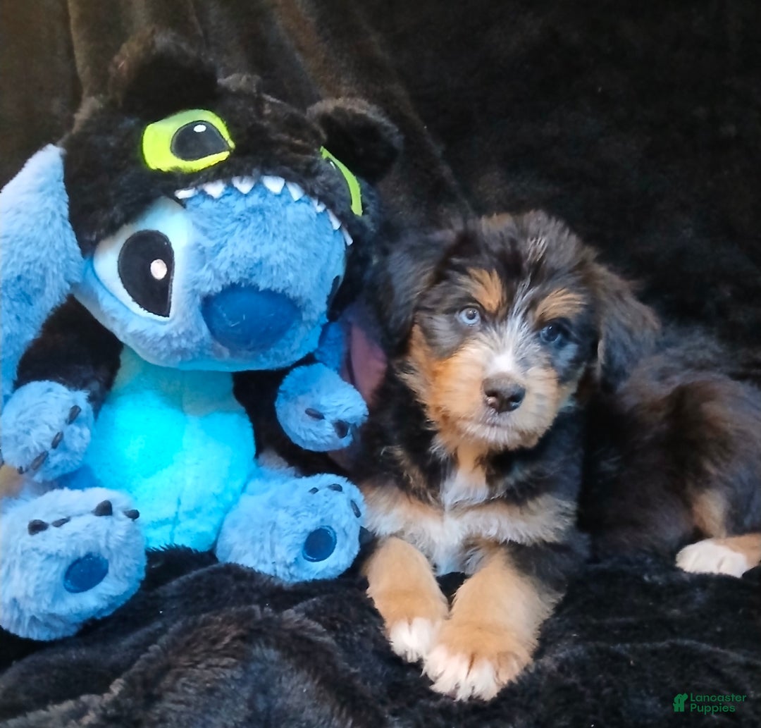 Bernedoodle dogs for sale: Doll baby  - Ad 3