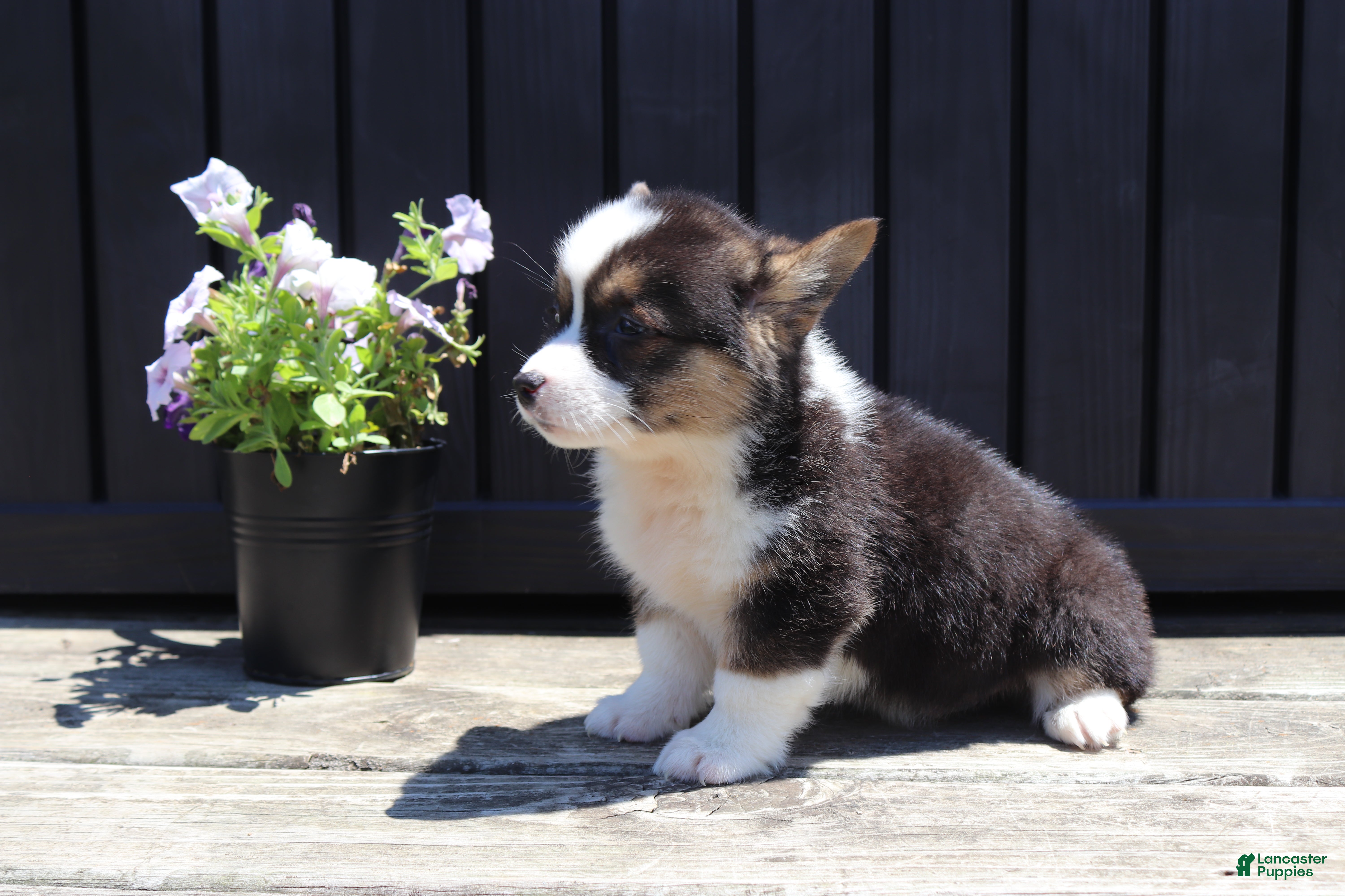 Welsh Corgi Pembroke dogs Ian - Ad 2