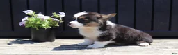 Welsh Corgi Pembroke dogs for sale: Ian - Ad 2