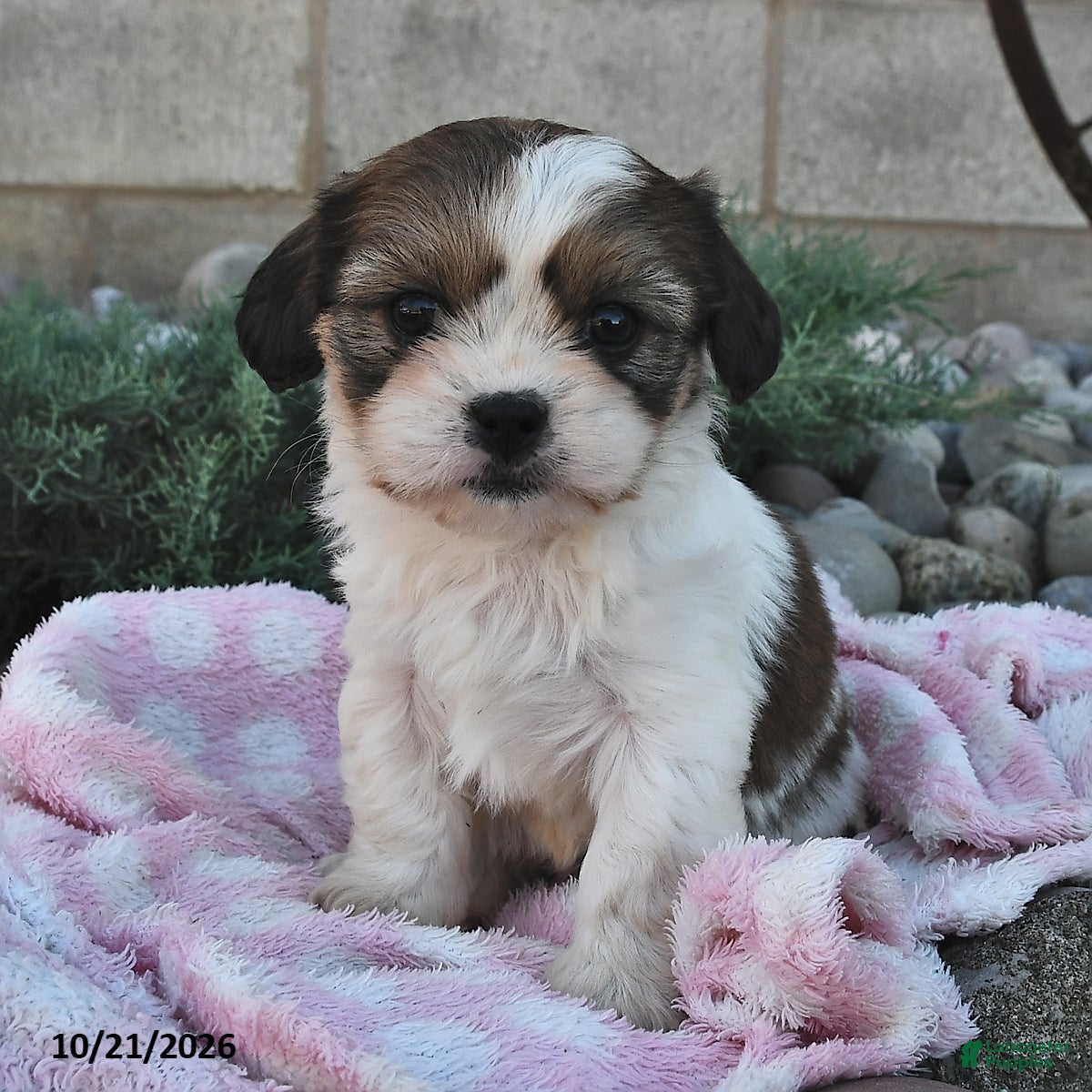 Mixed Breed dogs Bonnie  - Ad 2